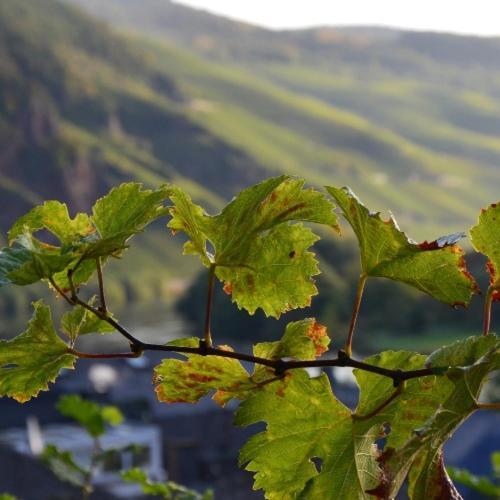 Weingut Erbes-Henn Hotel Urzig Bagian luar foto